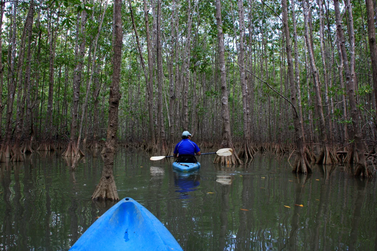 Tortuguero National Park Canals