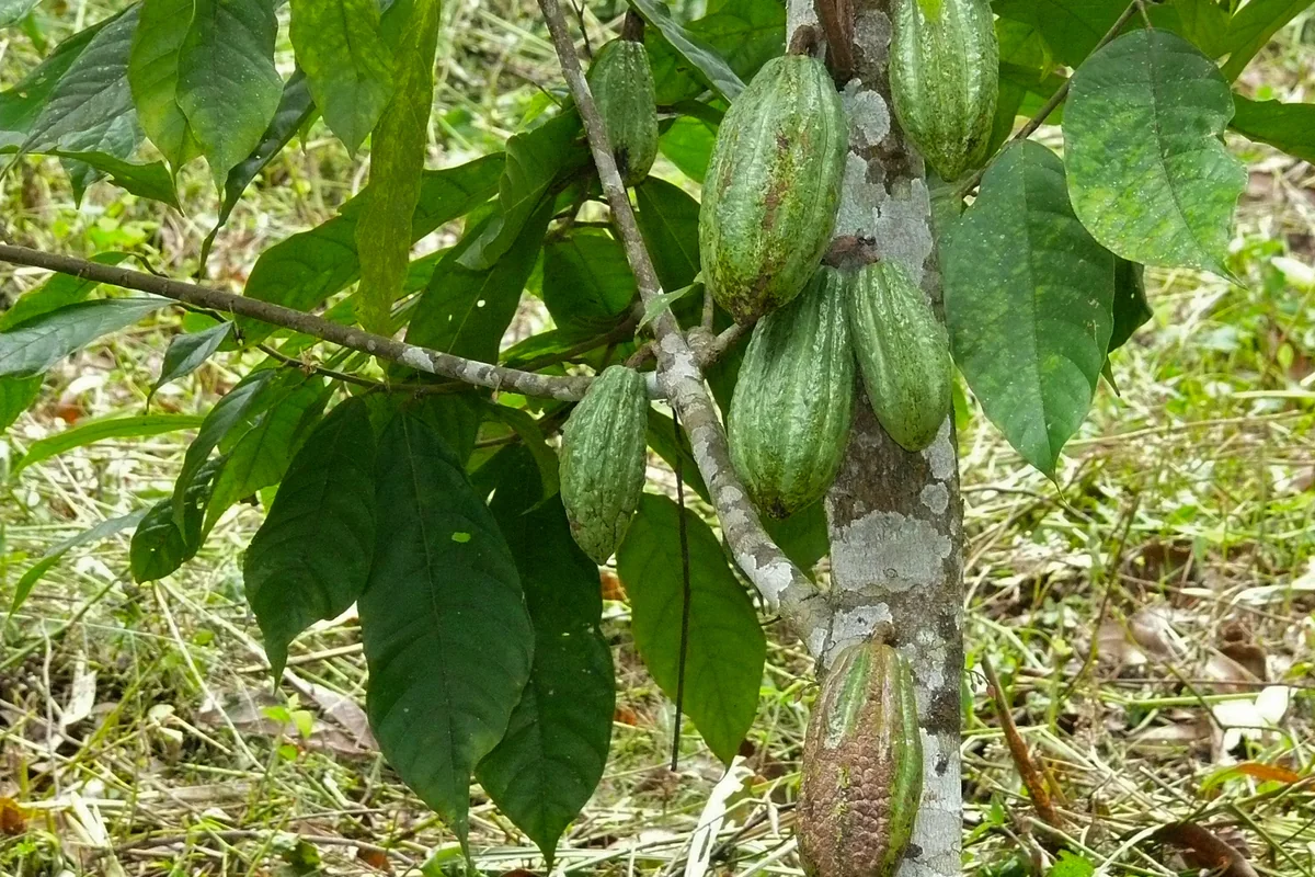 Cacao pods growing on a tree on a Costa Rica chocolate tour